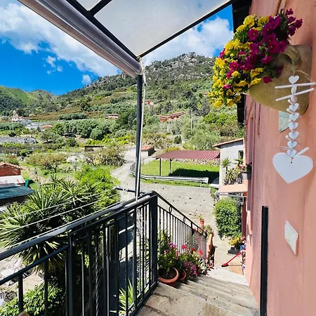 Le Mimose Daire