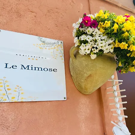 Le Mimose * Ventimiglia